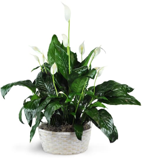 Peace Lily Plant Floral Arrangement